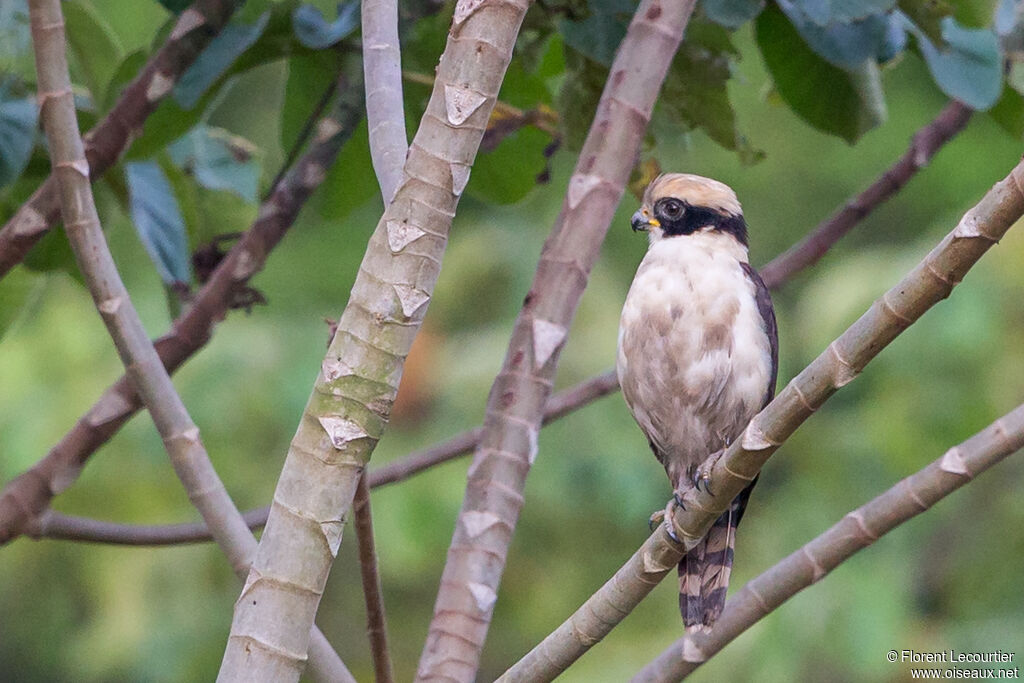 Laughing Falcon