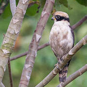 Laughing Falcon