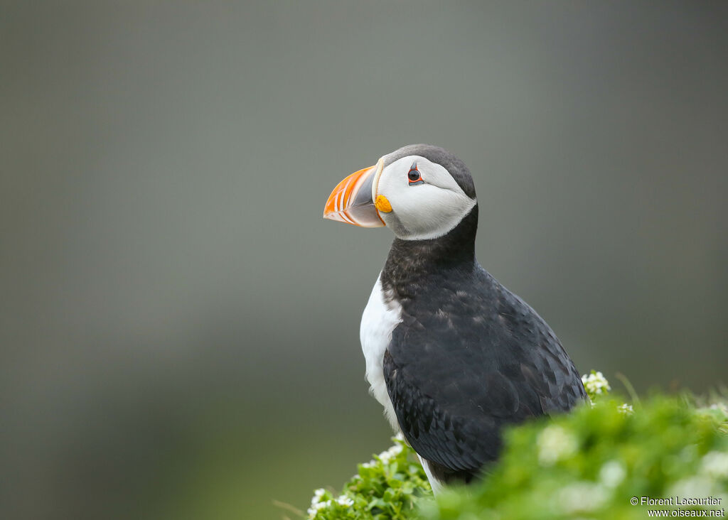 Atlantic Puffin