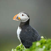 Atlantic Puffin