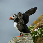 Atlantic Puffin