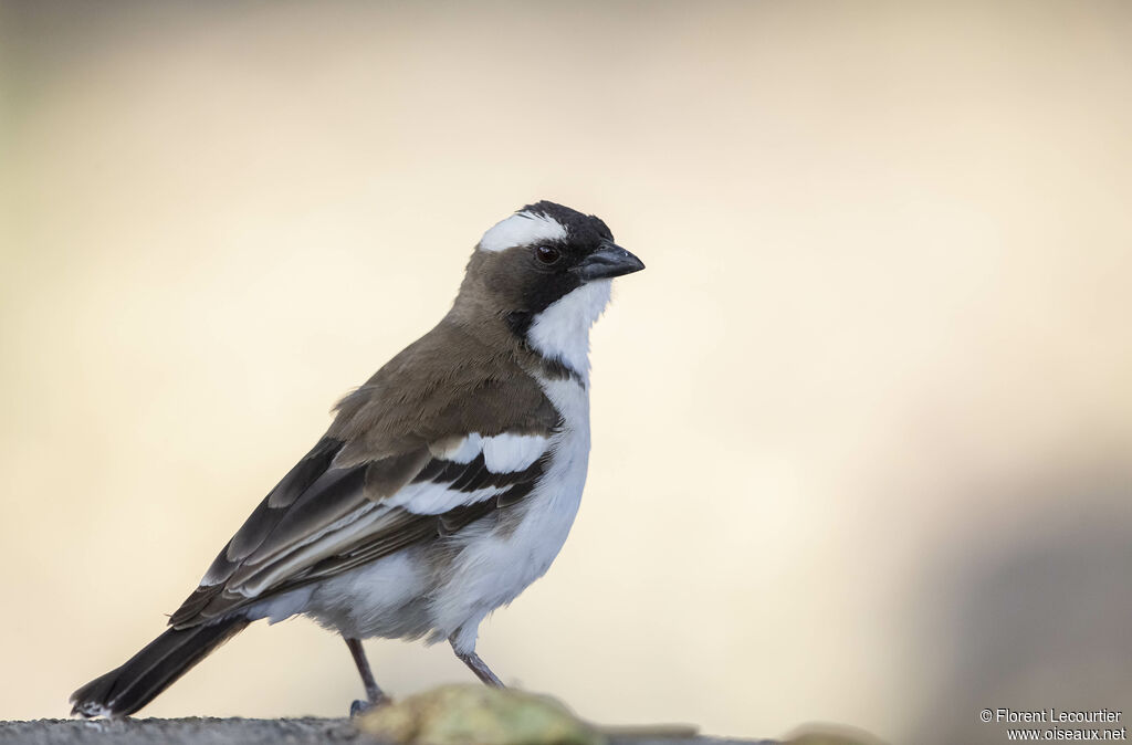 White-browed Sparrow-Weaver