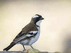 White-browed Sparrow-Weaver