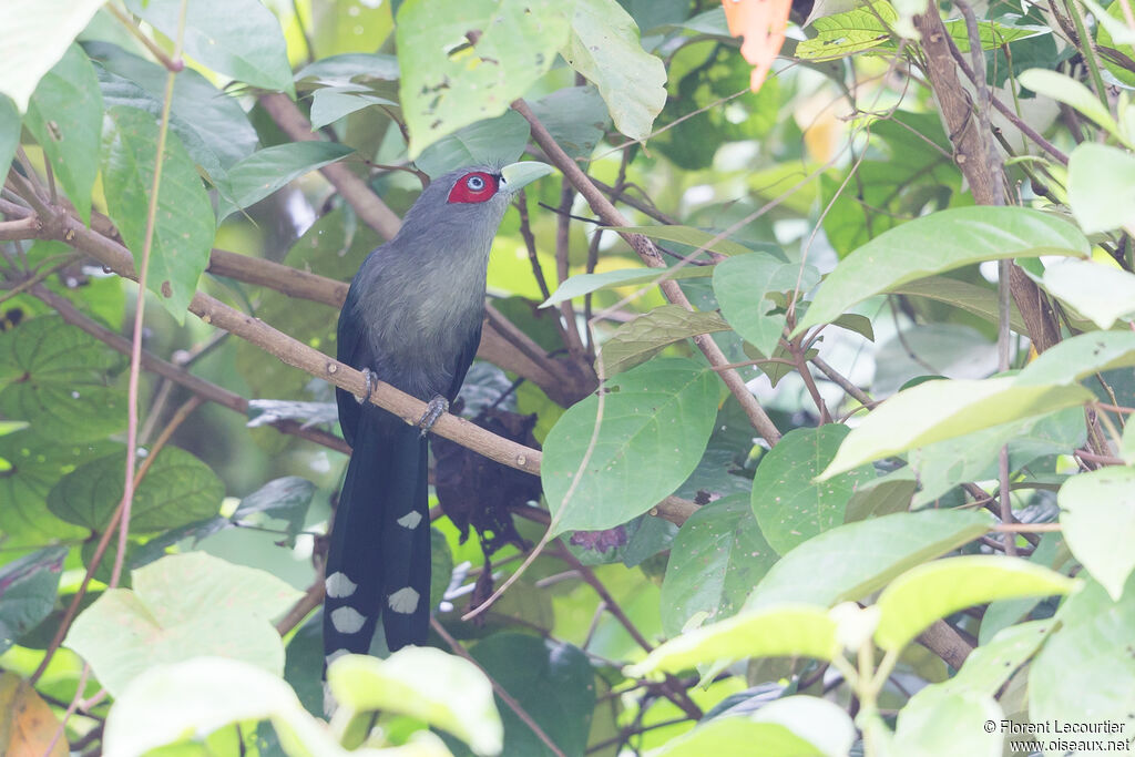 Black-bellied Malkoha