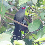 Black-bellied Malkoha