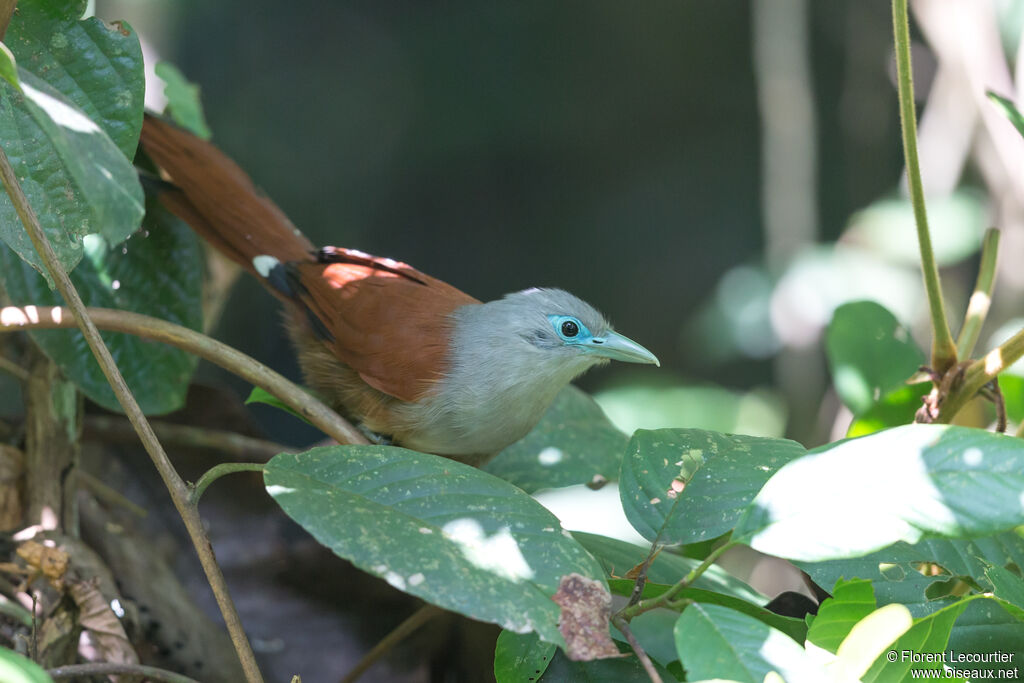 Raffles's Malkoha female adult