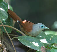 Raffles's Malkoha