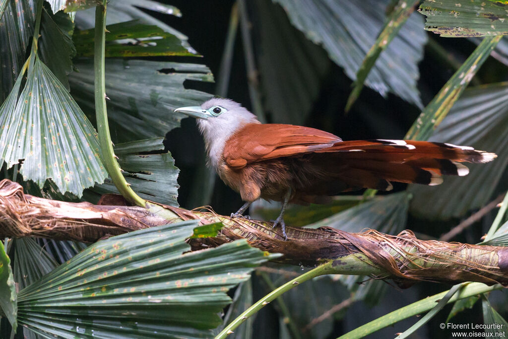 Raffles's Malkoha female adult