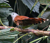 Raffles's Malkoha