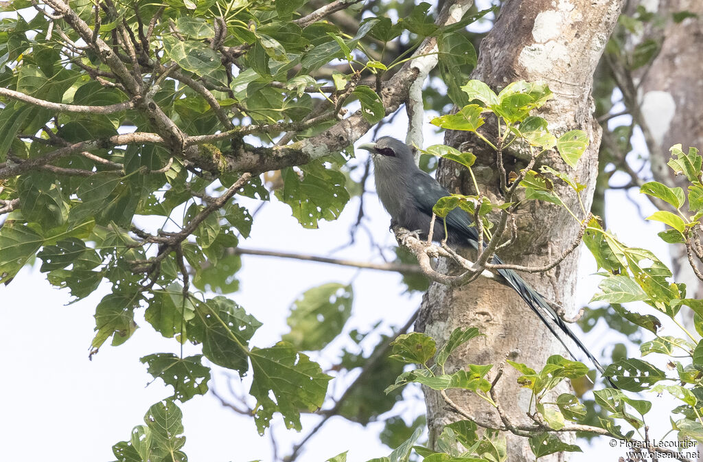 Green-billed Malkoha