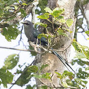 Green-billed Malkoha