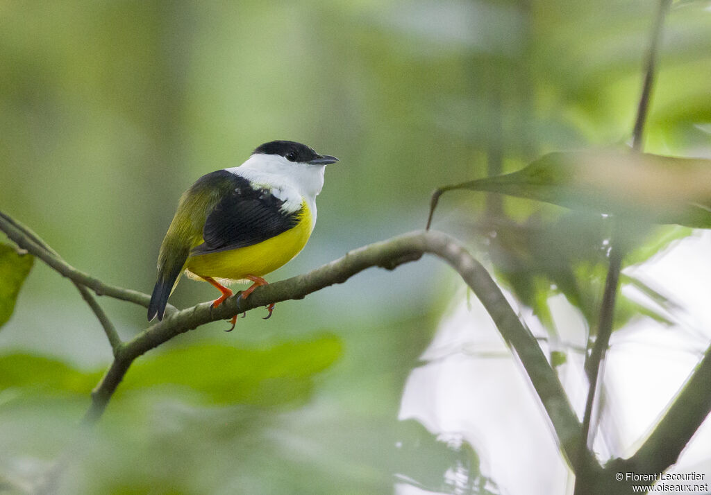 White-collared Manakin