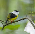 Manakin à col blanc