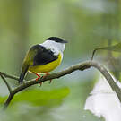 Manakin à col blanc