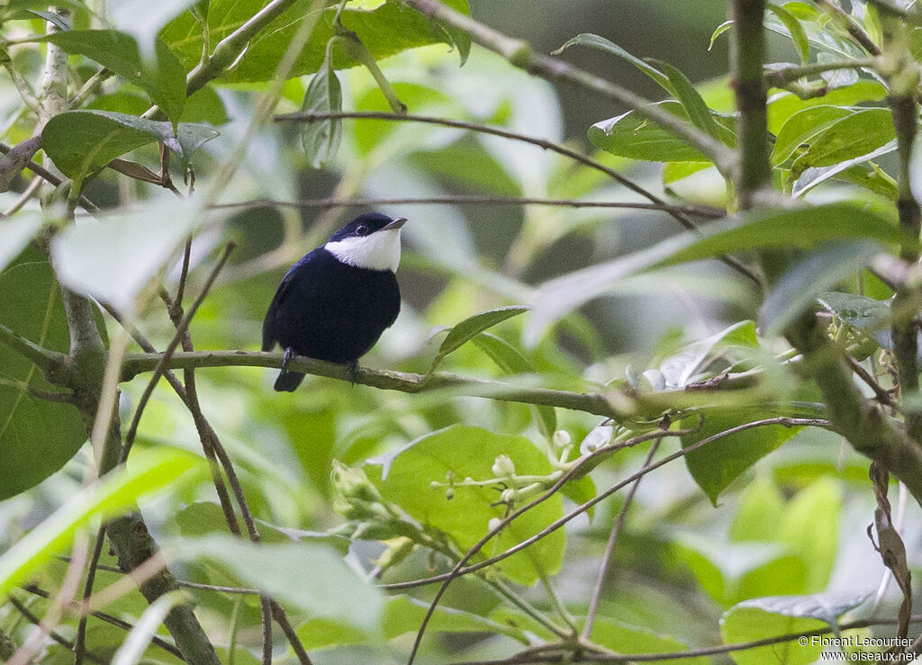 White-ruffed Manakin male