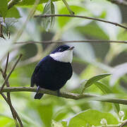 White-ruffed Manakin