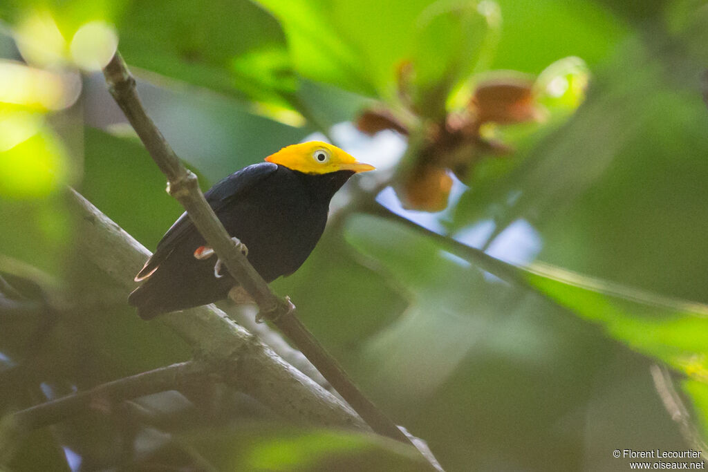 Manakin à tête d'or