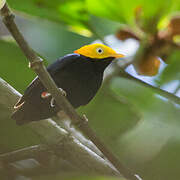 Golden-headed Manakin