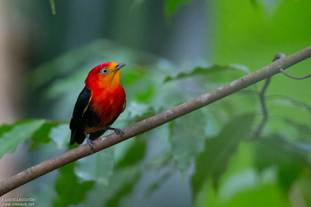 Crimson-hooded Manakin male adult