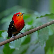 Crimson-hooded Manakin