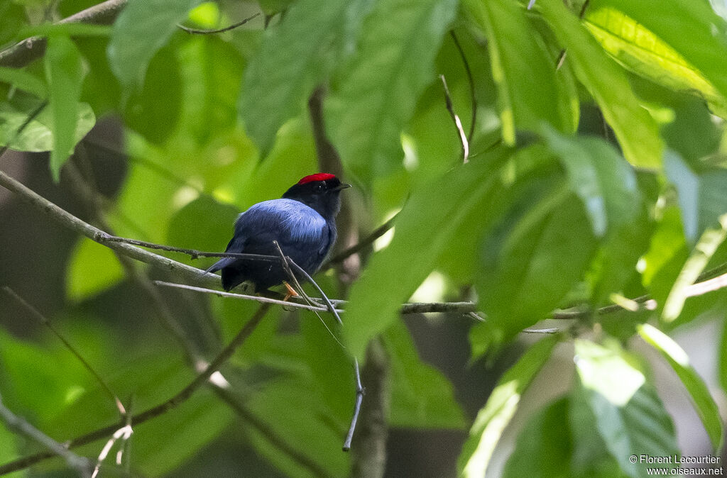 Lance-tailed Manakin male