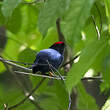 Manakin lancéolé