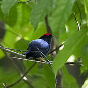 Lance-tailed Manakin