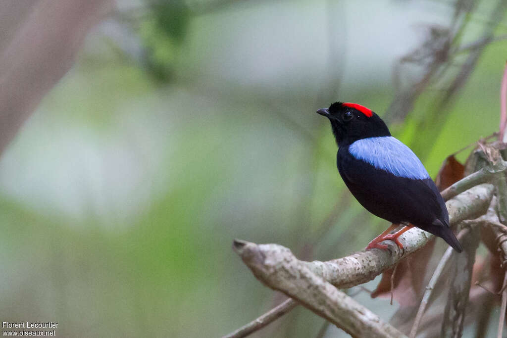 Blue-backed Manakin male