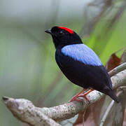 Blue-backed Manakin