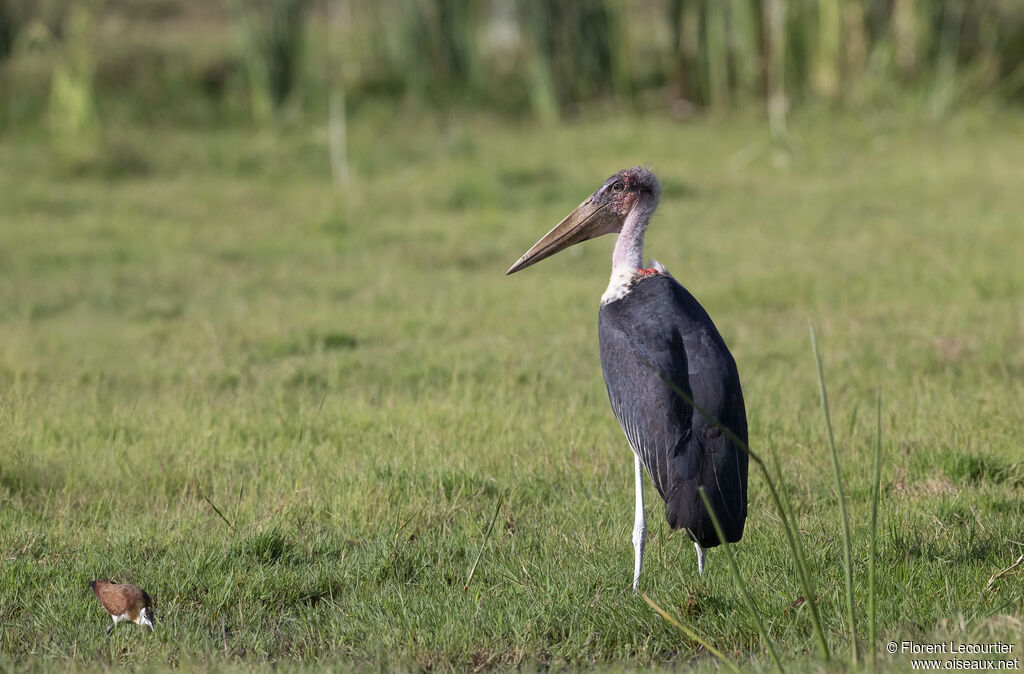 Marabou Stork