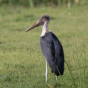 Marabou Stork