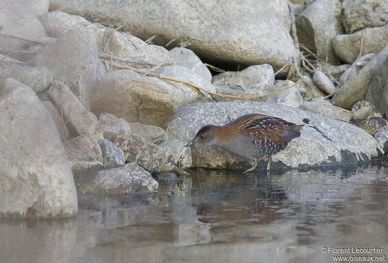 Baillon's Crake