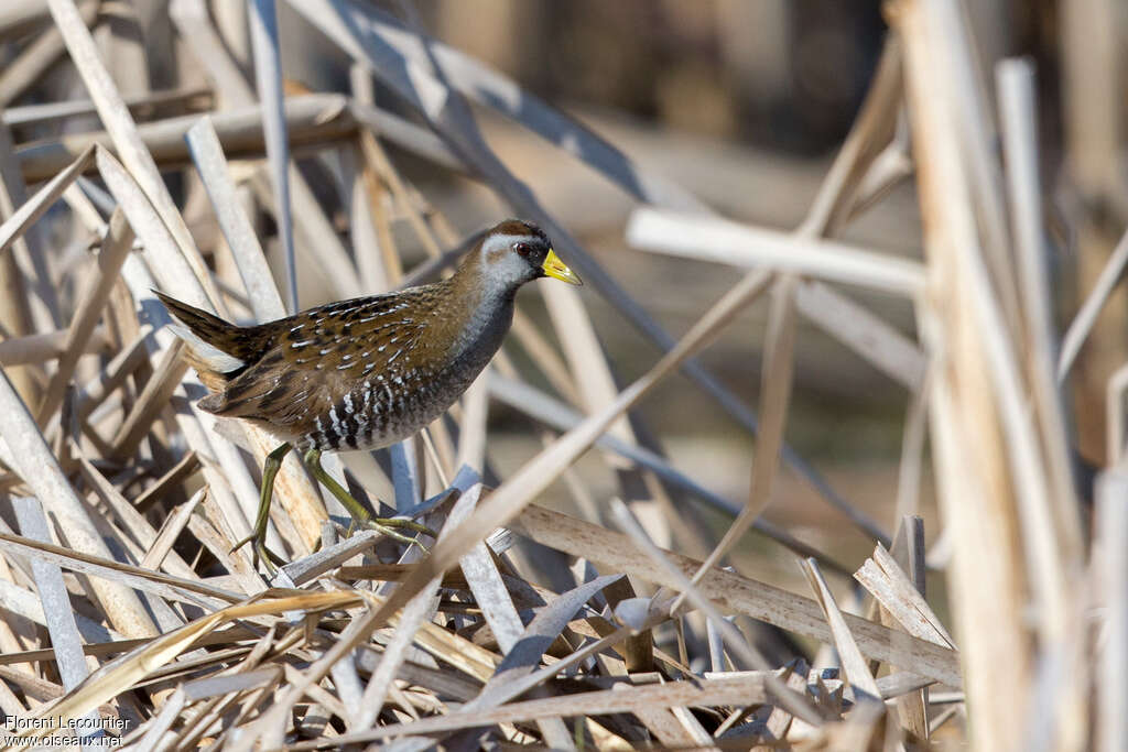 Sora male adult, identification