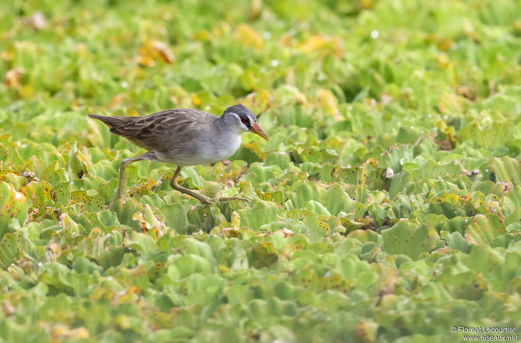 White-browed Crake