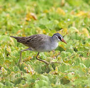 White-browed Crake