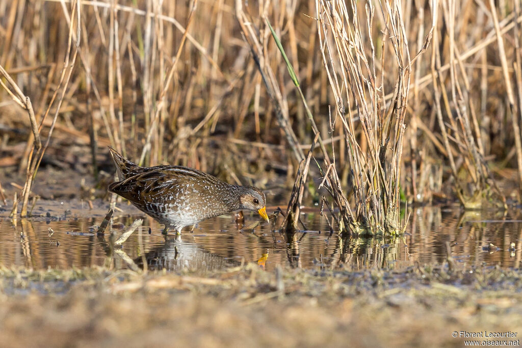 Spotted Crake