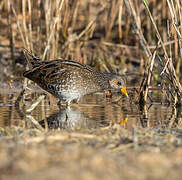 Spotted Crake