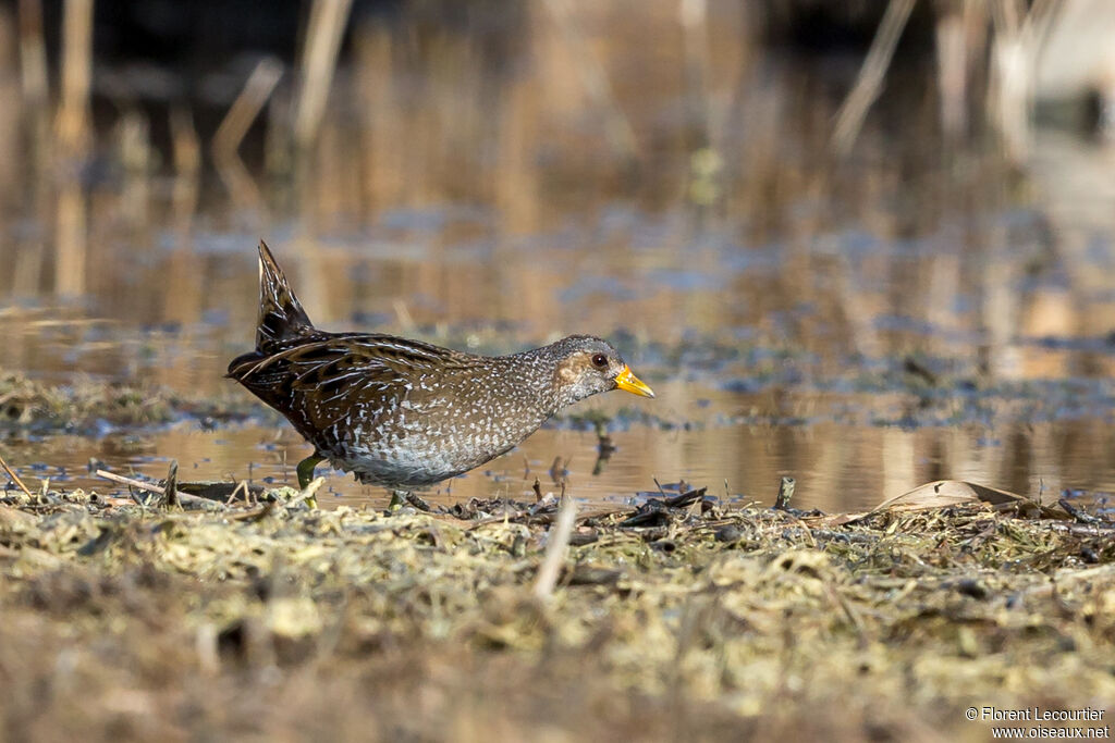 Spotted Crake