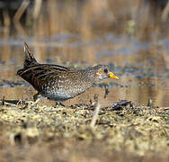 Spotted Crake