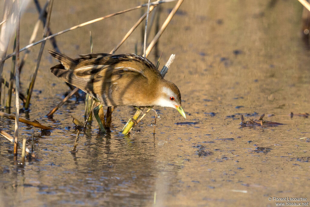 Little Crake female adult