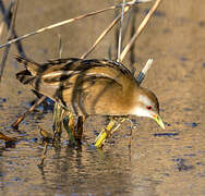 Little Crake