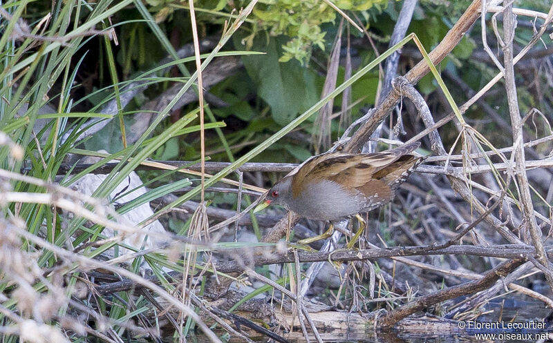 Little Crake male