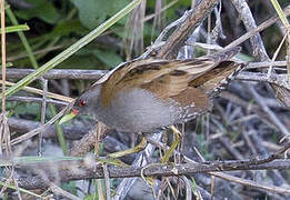Little Crake