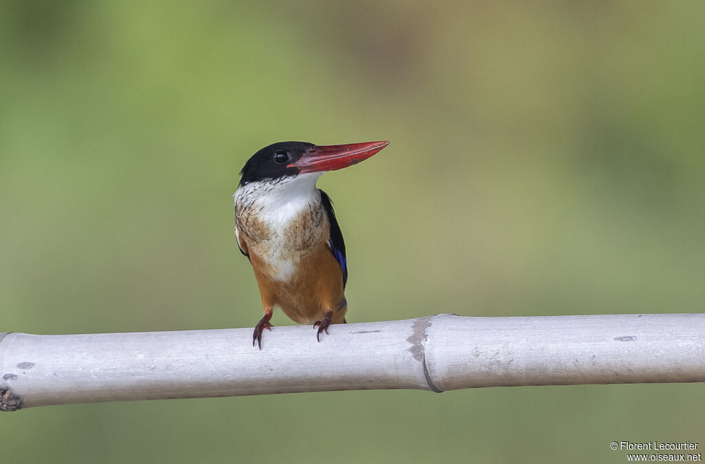 Black-capped Kingfisher