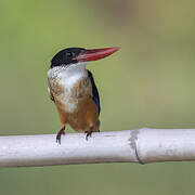 Black-capped Kingfisher