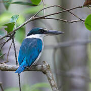 Collared Kingfisher