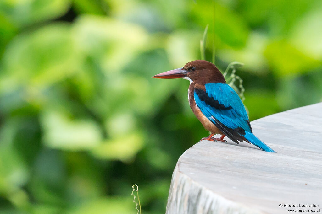 White-throated Kingfisher