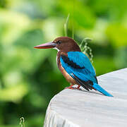 White-throated Kingfisher