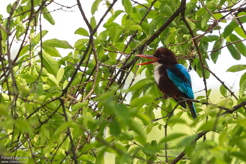 White-throated Kingfisheradult, song