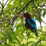 White-throated Kingfisher